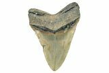 Serrated, Fossil Megalodon Tooth - North Carolina #274769-2